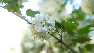 white cluster flowers, flowers