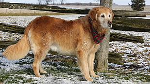 short-coated brown dog near treee