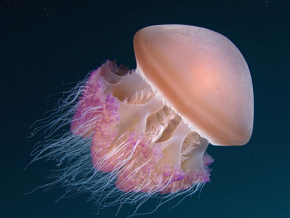 white and pink jellyfish, underwater, jellyfish HD wallpaper