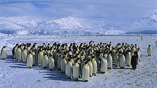 group of penguins, birds, snow, penguins, Antarctica