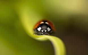 selective focus photography of ladybug