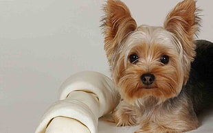 black and tan Yorkshire Terrier with rubber bone toy
