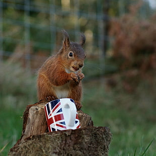 selective focus animal photography red squirrel standing on tree stump with U.K. flag printed ceramic mug
