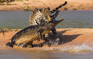 black crocodile and Leopard beside body of water