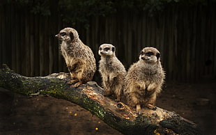 three brown meerkats standing on brown log