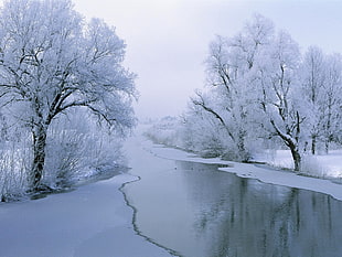white trees, winter, trees, river, snow