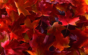 red maple leaves, leaves, plants, fall, colorful