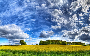 blue and white abstract painting, nature, landscape, HDR, field