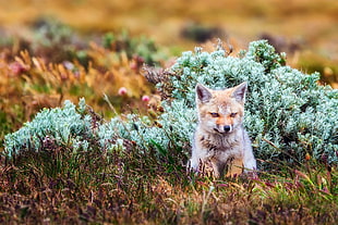 white and brown fox, animals, mammals, baby animals, fox HD wallpaper