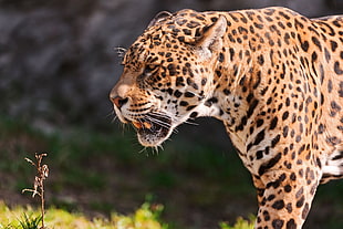 leopard closeup photo HD wallpaper