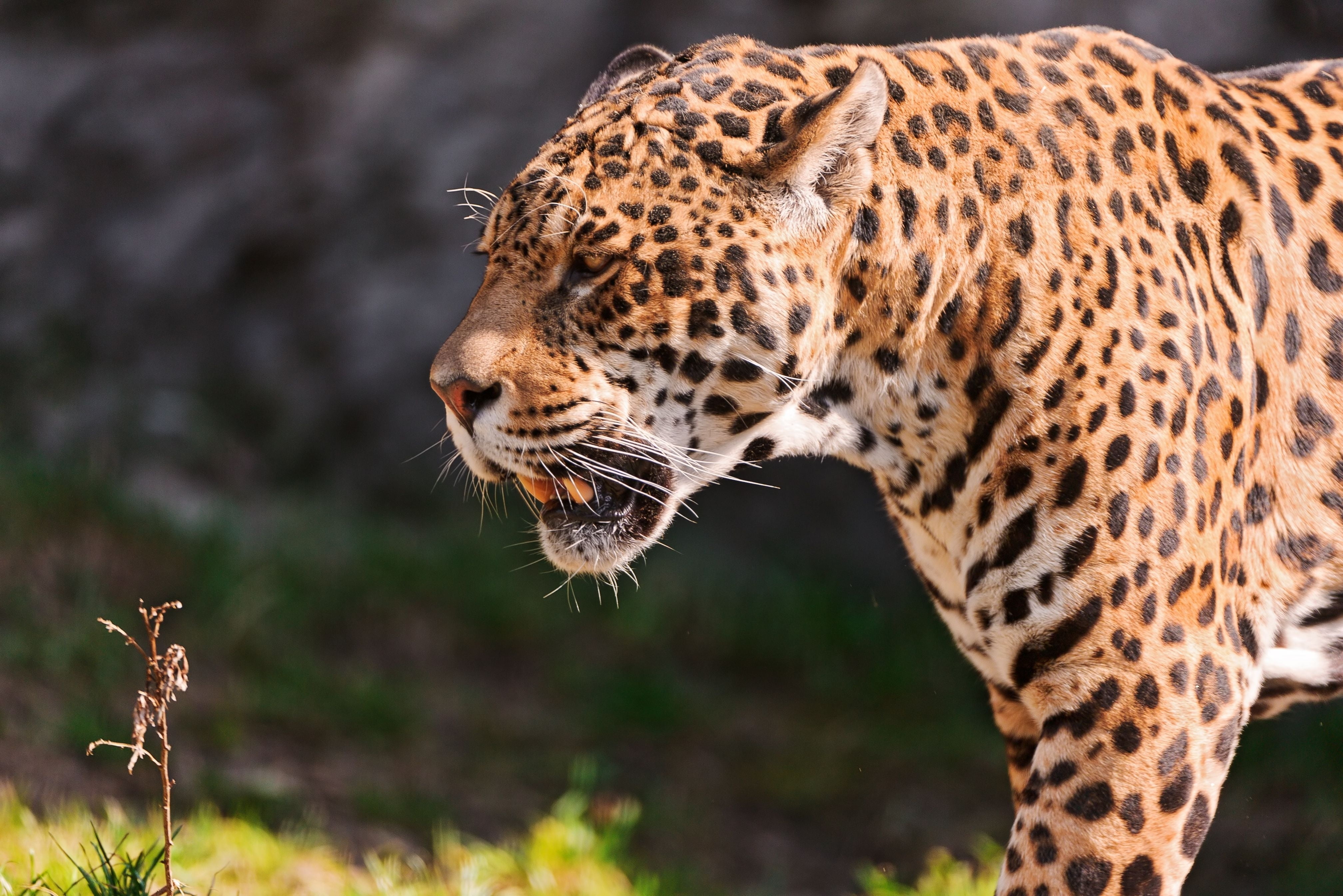 leopard closeup photo