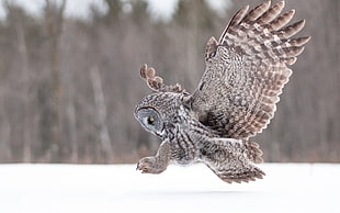 brown owl, owl, birds, snow