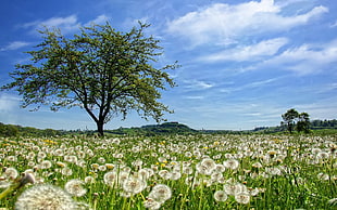 white Dandelion flower field during daytime