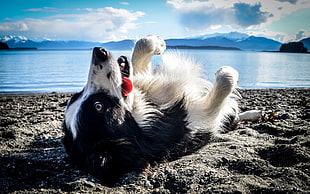 black and white short-coated puppy, dog, animals, nature, beach
