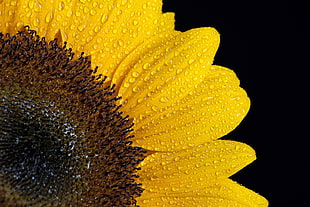 yellow sunflower, Sunflower, Drops, Petals
