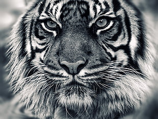 gray and black tiger, tiger, animals HD wallpaper