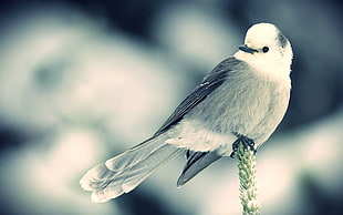 photography of white and gray bird