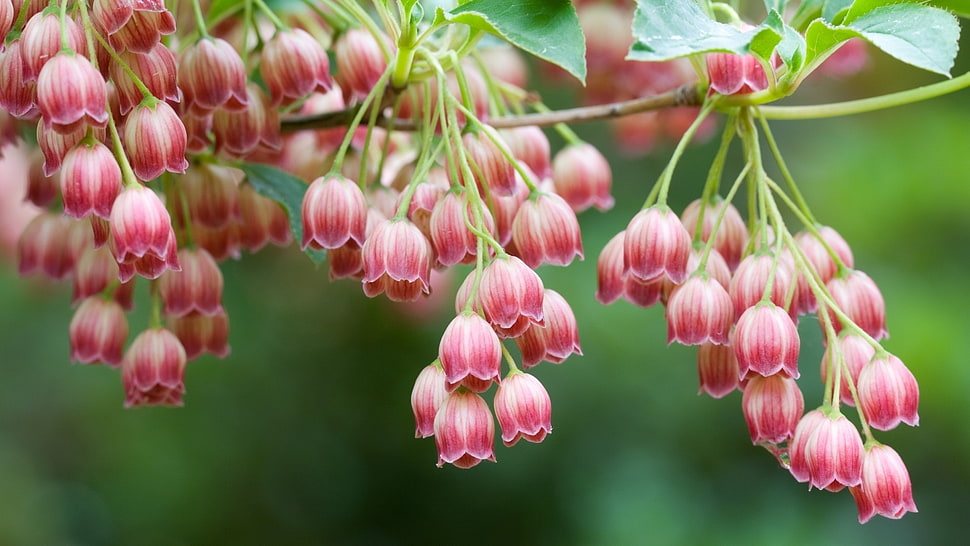 pink flowers, nature, flowers, plants HD wallpaper