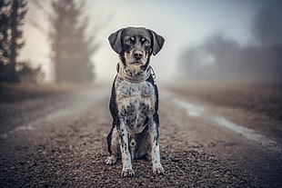 tricolor hound sitting on road