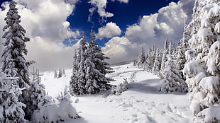 green pine tree, nature, snow, trees, mountains