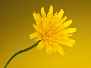 yellow petal flower with water dew, dandelion