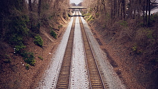 shallow focus photo of train rail surrounded with trees and plants