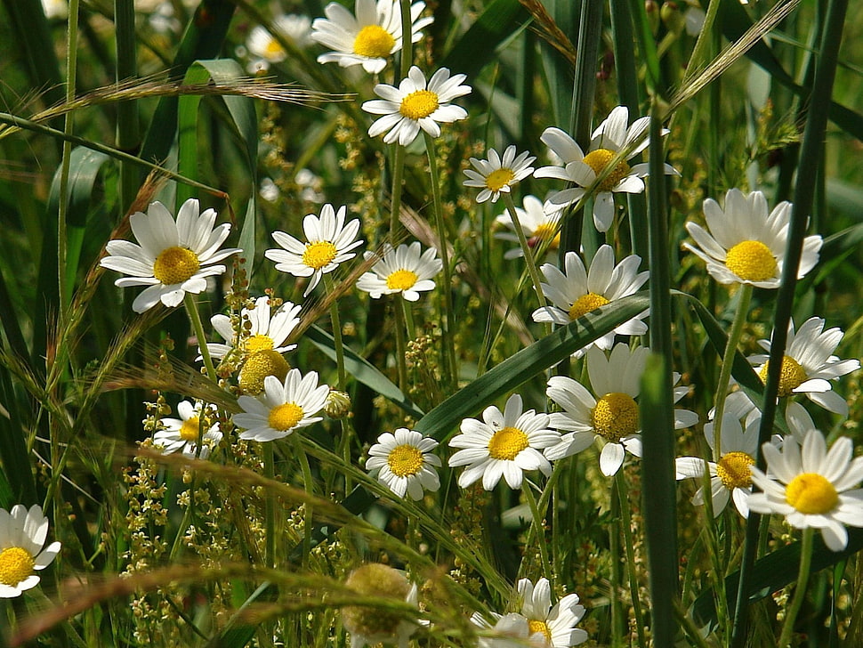 closeup photo of white Daisy flowers HD wallpaper