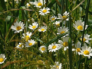 closeup photo of white Daisy flowers