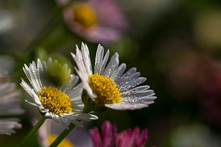 selective focus of two white Daisies HD wallpaper