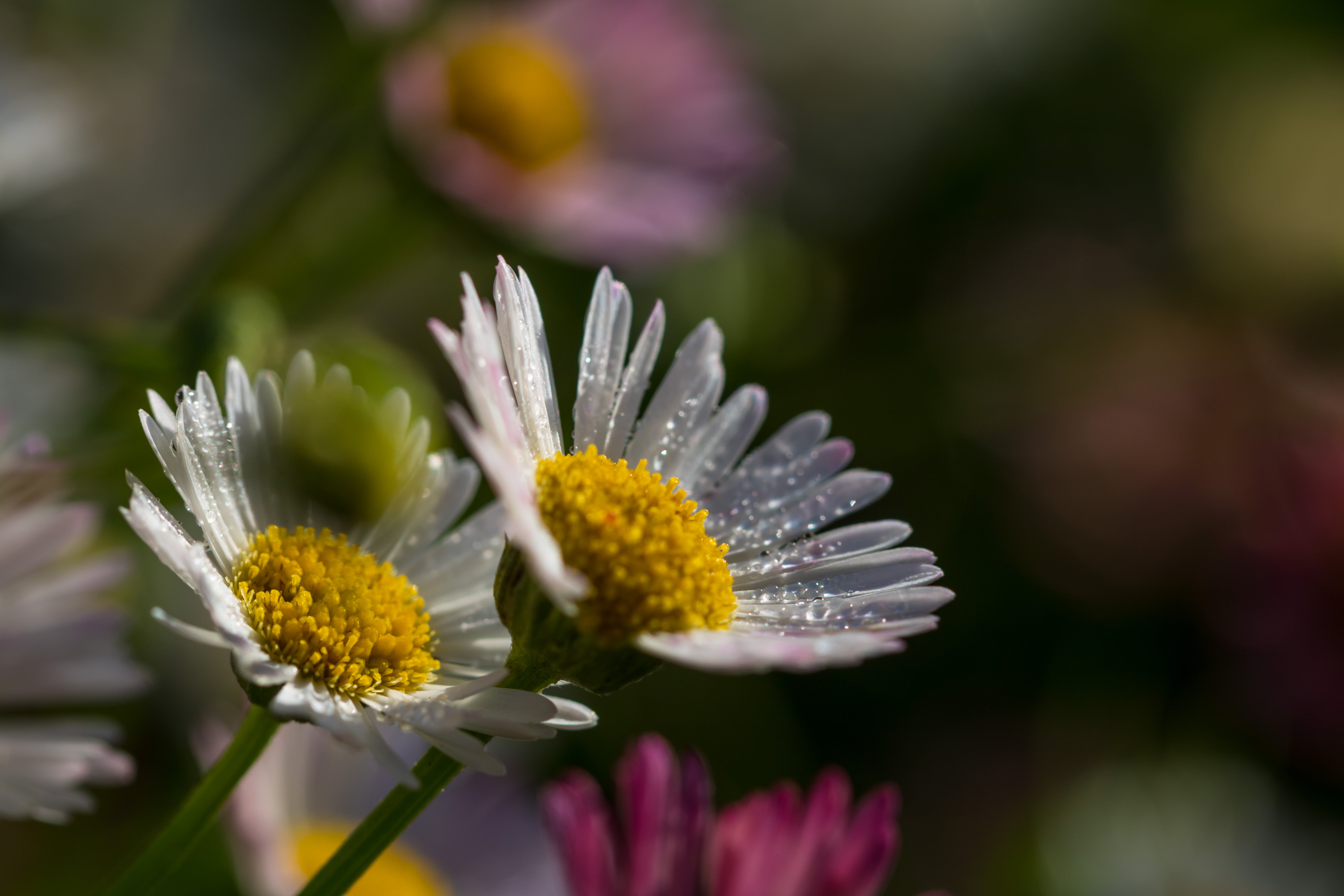 selective focus of two white Daisies
