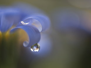 water droplet about to drop from a blue flower