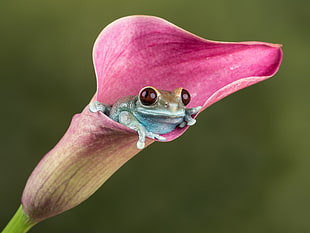 green tree frog on a pink Calla Lily closeup photography