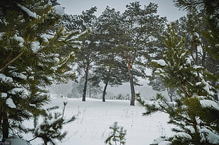 trees covered by snow, plants, landscape, snow, trees