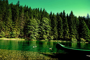 green row boat and pine trees