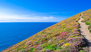 green, yellow and purple flower and body of water during day time, st agnes, cornwall HD wallpaper