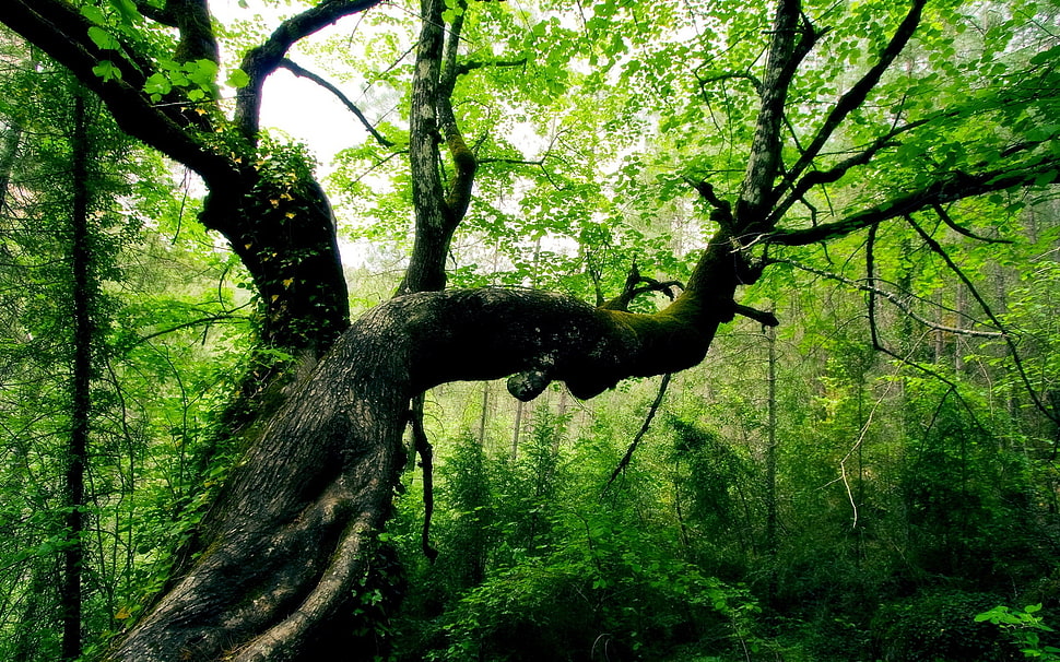 green tall trees HD wallpaper
