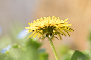 yellow petaled flower in closeup photo, canine