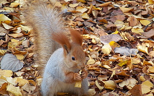 gray and brown squirrel on dried leaves