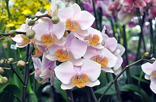 closeup photo of pink and yellow Moth Orchid flowers