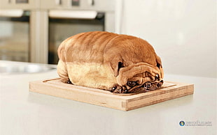 edited photo of loafed bread and pug on top of table