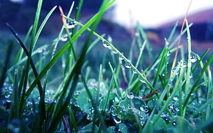 macro shot of droplets on green plants