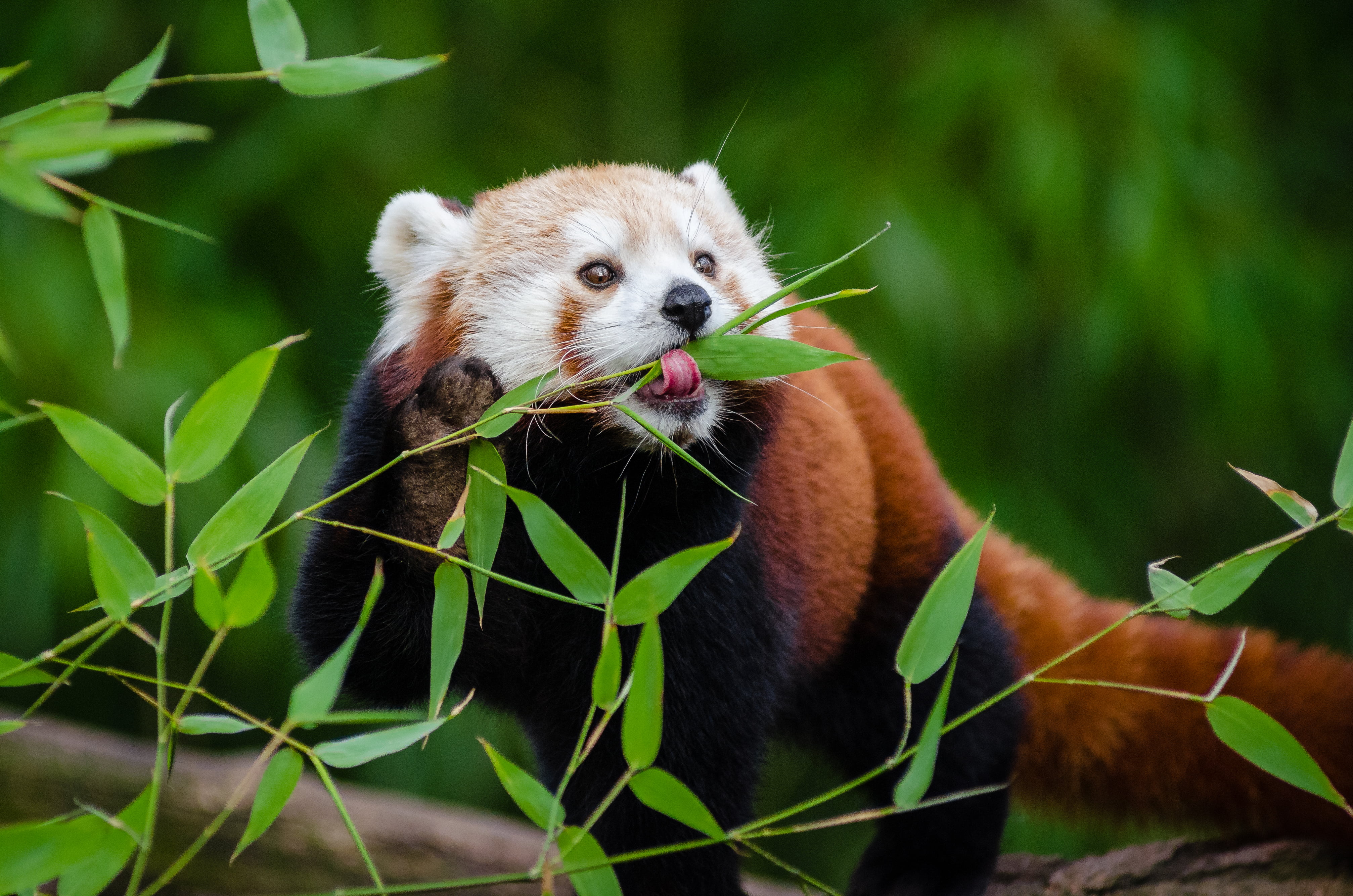 Red Panda  eating bamboo leaves