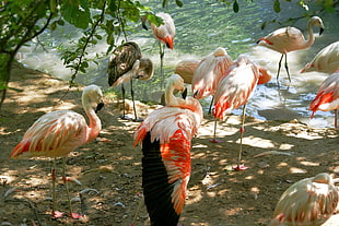 group of flamingo gathering near body of water