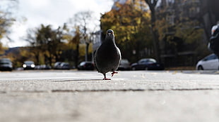 grey pigeon, photography, birds