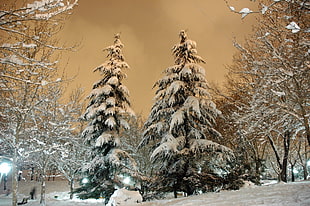 pine trees covered with snow under orange sky