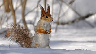 selective photography of white and brown animal HD wallpaper