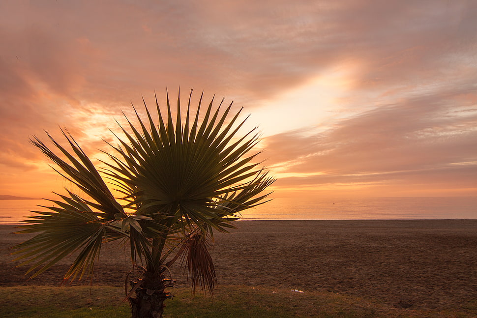 green leaf tree, Palm tree, Beach, Sunset HD wallpaper