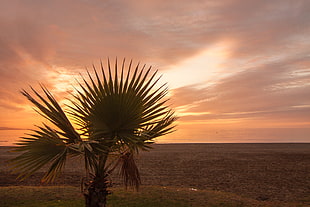 green leaf tree, Palm tree, Beach, Sunset
