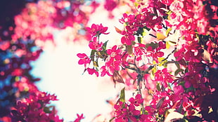 trees, flowers, sky, filter HD wallpaper
