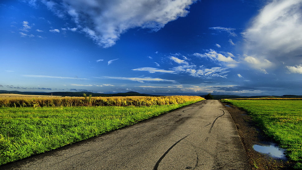 green leafed plant, landscape, clouds, sky, road HD wallpaper